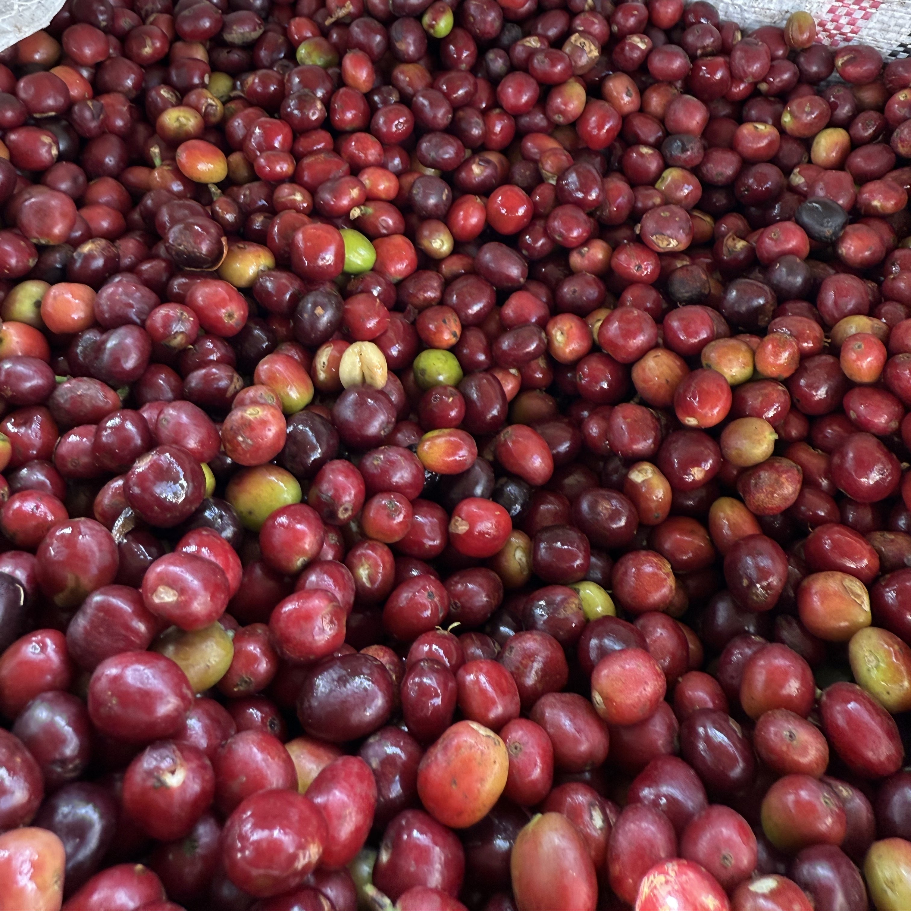 Ethiopia Dula Mazoria Anaerobic Natural(24/25年クロップ) | ORIGIN